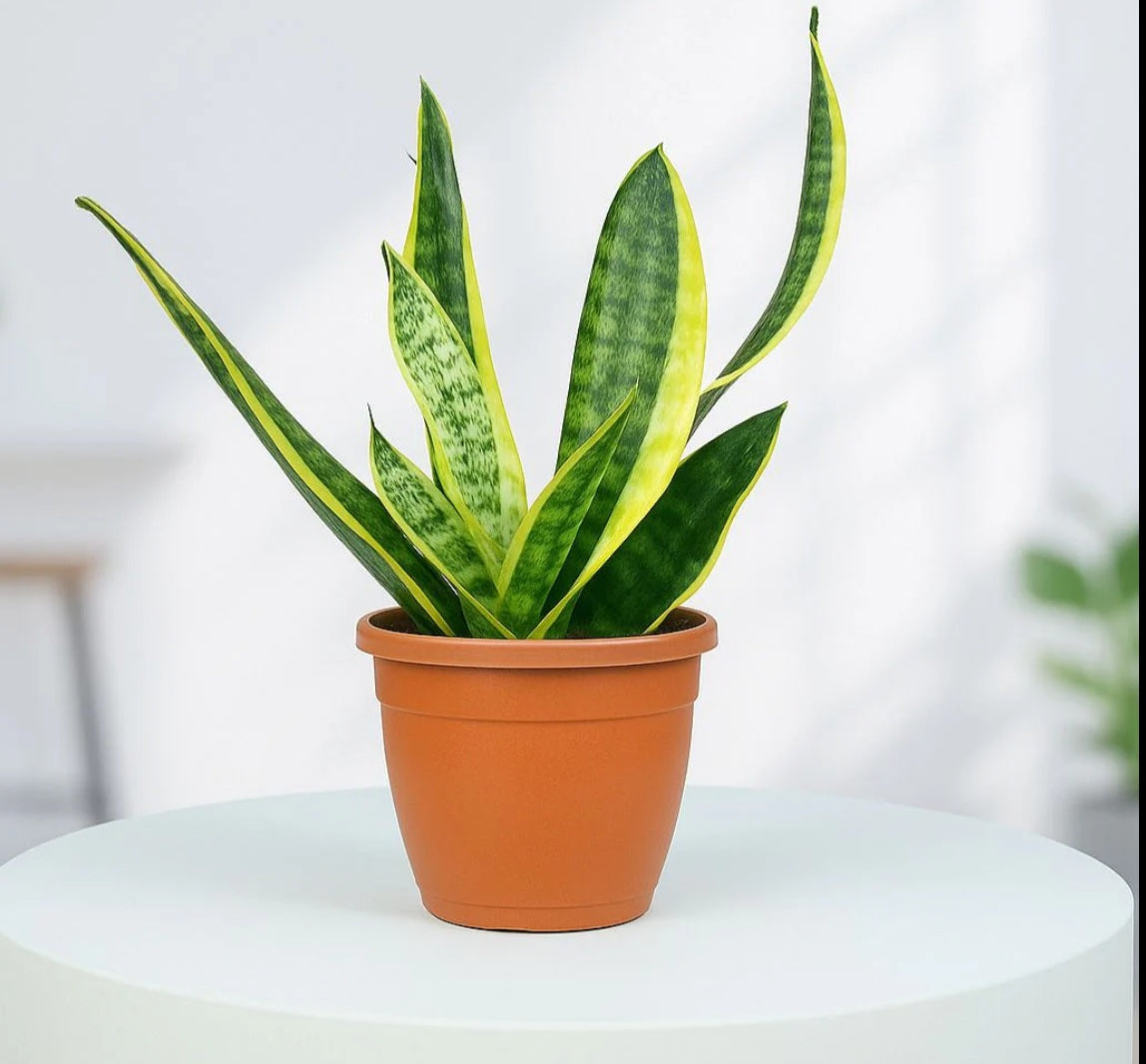 Snake Plant